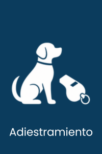 servicio de adiestramiento para mascotas